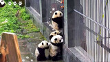 Panda Vs Human Siege Operation
