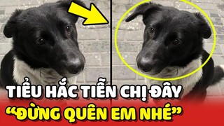 Chú chó ĐỘI MƯA ĐƯA TIỄN ÂN NHÂN đã nuôi dưỡng mình thời gian qua ❤️ | Yêu Lu