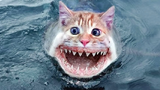 วิดีโอแมวที่สนุกที่สุดที่จะทำให้คุณหัวเราะ 22 แมวตลก