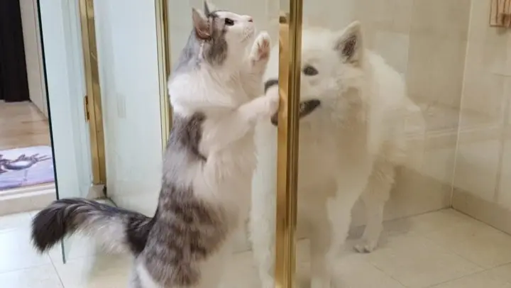 Animal|The Kitten Worring about the Dog's Shower