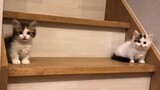 Differentiate brave kitten and scaredy kitten with one staircase