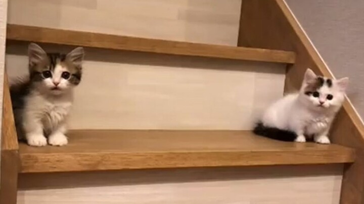 Một bậc cầu thang phân biệt mèo nhát gan và mèo can đảm
