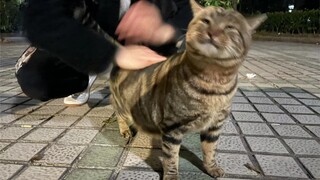 关于我手法太好撸出流泪猫猫头这件事