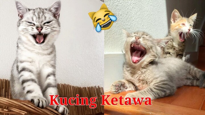 [ENG / INDO SUB] Video Kucing Lucu Banget Ketawa Ngakak Terbaru 2022 - YU Damel