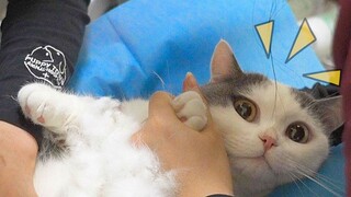 Cat eats toothpick, reverse operation saves his life