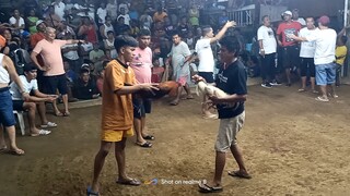 #second fight gold 3x winner