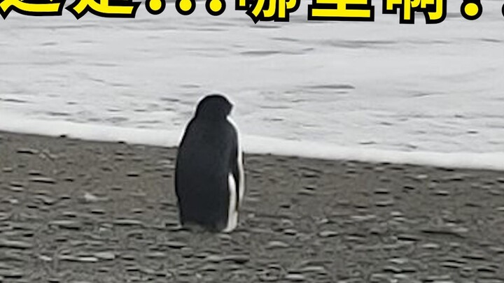 An Antarctic penguin got lost and swam 3,200 kilometers to New Zealand. When he landed excitedly, he