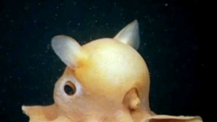 Dumbo Octopus, gurita terlucu didunia