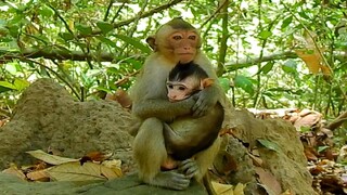 Baby Monkey Scare, Kidnapper Monkey Kidnap Baby, Monkey Make Baby Scare