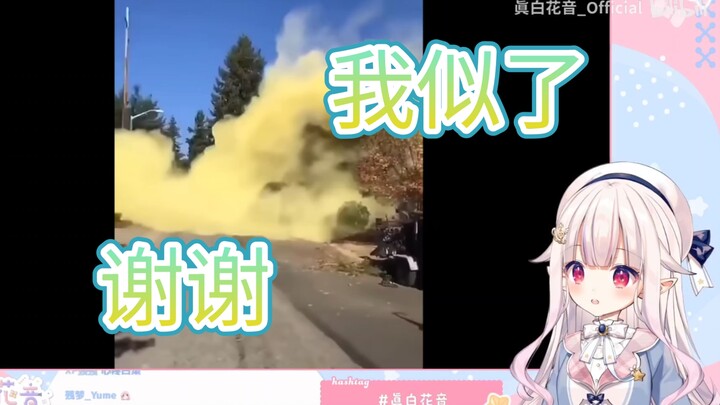 白菜看【一棵杉树能有多少花粉量】直接大受震撼