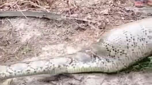 Big snake python eat wild boar