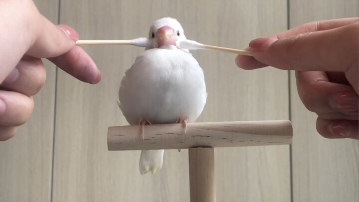 No Bird Can Resist The Massage Of A Cotton Swab
