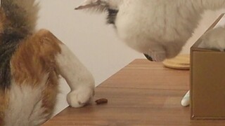 Mèo: Đồ ăn dưới chân đứa khác ngon hơn ấy nhỉ