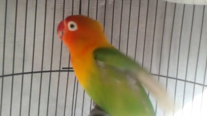 SUPER!! Gini CARA Cepat PIKAT LOVEBIRD bisa GACOR CEREWET, Buktikan dalam 2 menit LOVEBIRD ANDA TELE