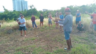 Na finish project ang kalaban ng manok namin natamaan sa ulo