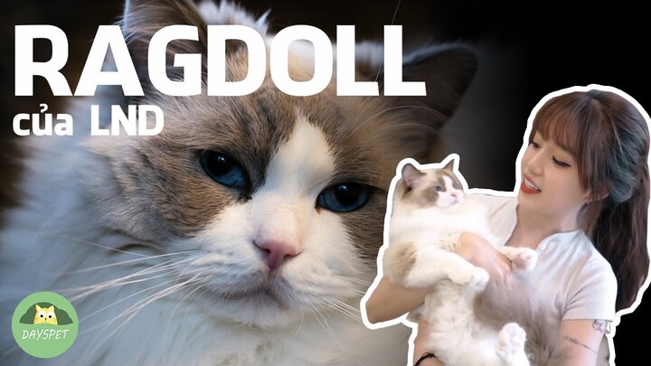 Mèo Ragdoll của Linh Ngọc Đàm có gì đặc biệt - Giống mèo Ragdoll