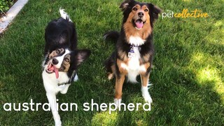 Awesome Australian Shepherds