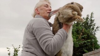 [Animals]How's the biggest rabbit in the world look like?