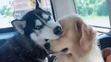 Hilarious video clip of Husky and golden retriever
