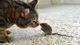 😝 Funny Cats Meeting cute Baby Animals Compilation 🤪