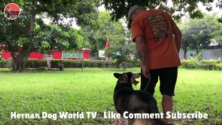 Offleash Heel Exercise for Siberian Husky | basic obedience training | hernan dog world tv