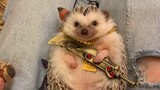 Reptile Pet | Hedgehog | Role Playing