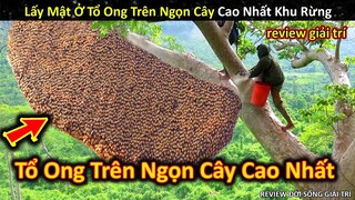 Tay Không Leo Lên Ngọn Cây Cao Nhất Rừng Lấy Mật Ong Và Cái Kết || Review Giải Trí Đời Sống