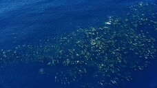 [Tập 4 - Thuyết Minh] Đại dương sâu thẳm 2 - Blue Planet 2 E04