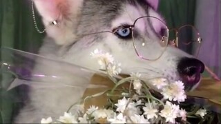 Khi Husky kết hợp cùng hoa #động vật #pet #dog #cún #chó