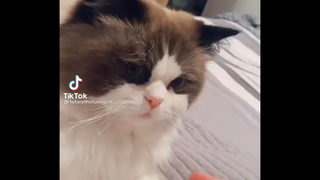 รวมคลิปแมวน่ารักตลกๆ funny cats 2021