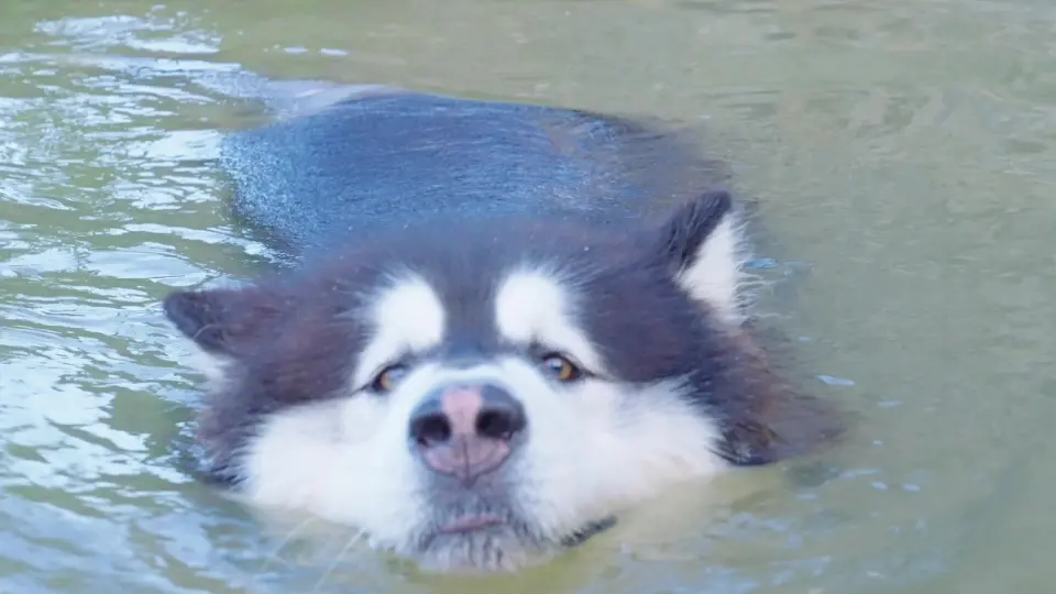 can alaskan huskies swim