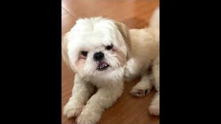 I Ask My Shih Tzu Dog To Yawn on Purpose