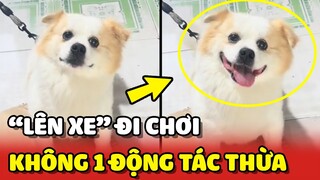 Chú chó mê đi chơi NHẢY LÊN XE không 1 động tác thừa 😂 | Yêu Lu