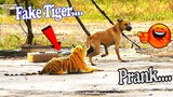 Fake tiger Prank Village Dogs very Funny