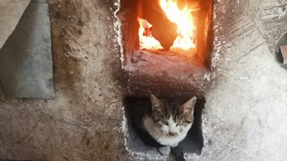 Bermain dengan Kucing di Samping Tungku