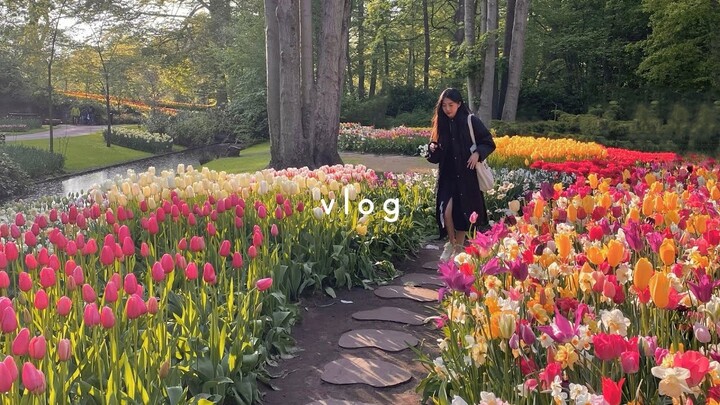 vườn hoa tulip ở hà lan | my weekend vlog