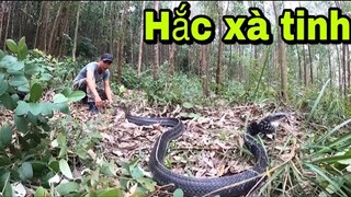 Nghẹt Thở Vây Bắt Rắn Hắc Xà Khổng Lồ | Đại Vùng Cao