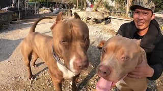 Những Chú PitBull Chiến Binh Thợ Săn Của Săn Bắt Ẩm Thực Vùng Cao