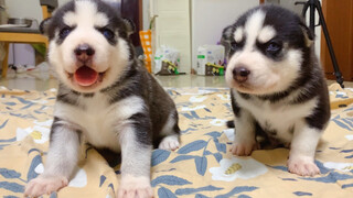 Anak Husky Terjelek Dan Tercantik Di Antara Lima Ekor Husky!