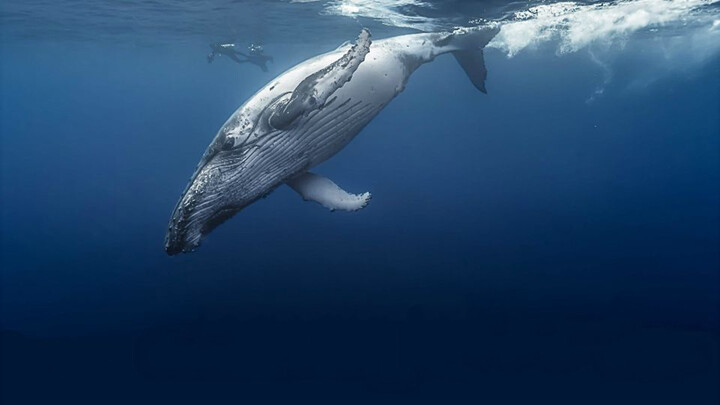 เพลงปลาวาฬ คุณเคยได้ยินเพลงของมหาสมุทรหรือไม่?