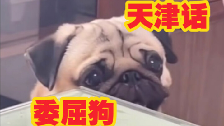 Tianjin Grievance Dog