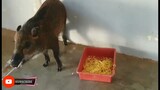 wild boar eating dog food and pork