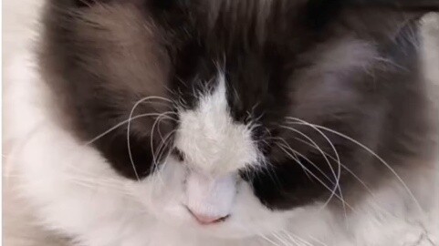 My best friend turned into a cat girl? What's the price?