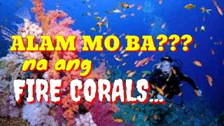 FIRE CORALS | ALAM MO BA NA ANG FIRE CORALS? | Tenrou21