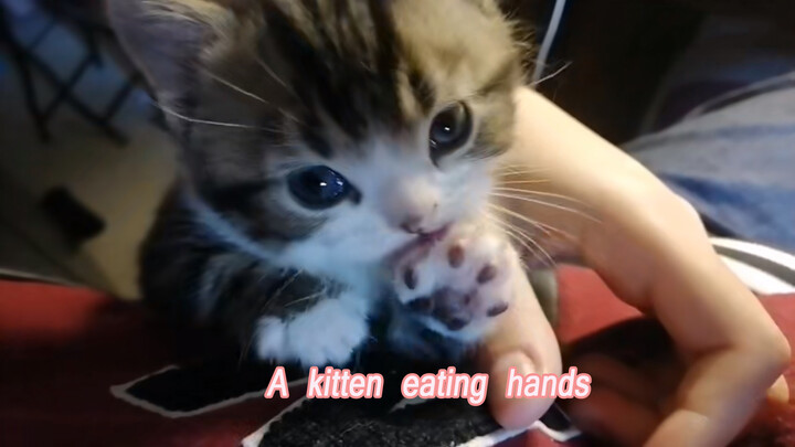 Binatang|Anak Kucing yang Makan Tangan
