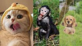 Tổng hợp video chó, mèo, khỉ tinh nghịch siêu dễ thương cười vui nhộn - HN Channel