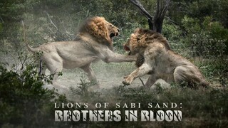 Brothers in Blood The Lions of Sabi Sand