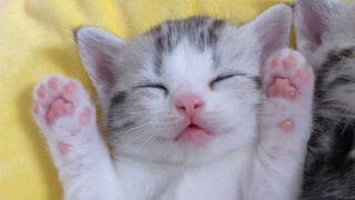 小奶猫每天除了睡就是吃，你是不是也这样？