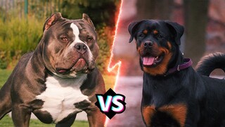 CHÓ PITBULL VS ROTTWEILER | Con Nào Sẽ Thắng - Hóng Khám Phá