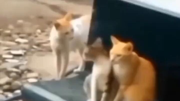 ooh, kasihan kucing nya, pacar nya selingkuh🗿🗿